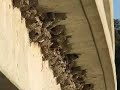 Swallows Building Nests - 5/7/07