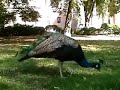 Peacocks at Cathedral Church of St. John Peacocks at Cathedral Church of St. John