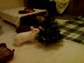 Curly&Shirly: Merry Christmas, 1