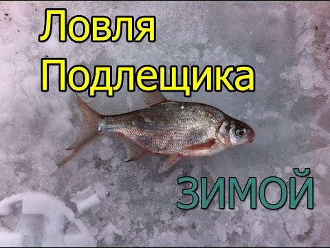 подлещик ловля снасть подлещик ловля снасть