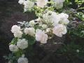 PERCY GRAINGER: Country Gardens - YouTube