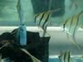 Pterophyllum altum in aquarium www.fishfromvenezuela.com