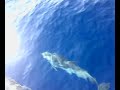 Incontro con i delfini