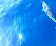 Incontro con i delfini