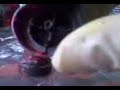 sekt cap adapter(3)