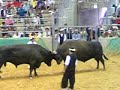 bull_fight-winner_declared.mov