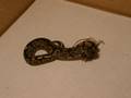 Ball Python doing its thing