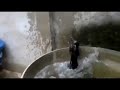 Упёртый кот блин - не может выбраться из воды