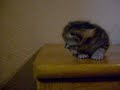Beau-petit-chatons.skyblog.com