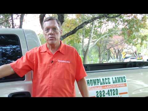 how to fertilize ivy
