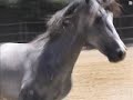 Zefiro 3 years old Lusitano stallion Zefiro 3 years old Lusitano stallion