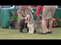 Windsor 2012 - Hound group