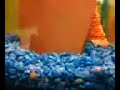55g cichlid tank 55g cichlid tank
