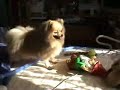 Pomeranian with farting Gnome