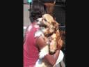 An-Animal-Rescuer-s-