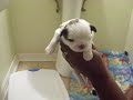 shitzu puppies