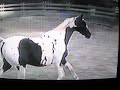 Homozygous Pinto Tobiano Saddlebred Mare ELEGANT INDIA