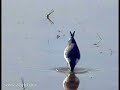 Black-necked Stilt Bird Black-necked Stilt Bird