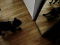 videos de Chuck et Maggy