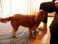 40 dog tricks