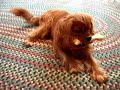 40 dog tricks