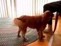 40 Dog Tricks