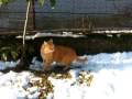 Gatto Mimmo e la neve in giardino Gatto Mimmo e la neve in giardino