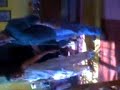 huevo loco dancing club