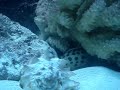 My 150g fish tank w/ Humu, Niger, Clown Triggerfish & more