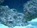 My 150g fish tank w/ Humu, Niger, Clown Triggerfish & more