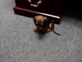 Baxter The Wiener Dog