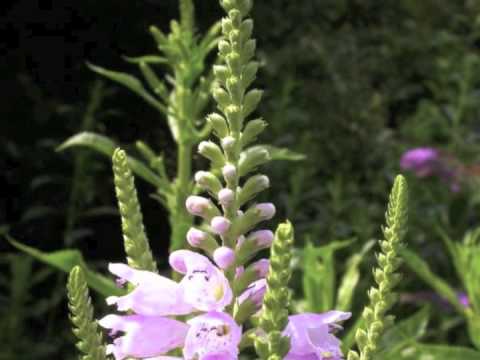 how to grow obedient plant from seed