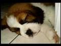 St.Bernard JACK