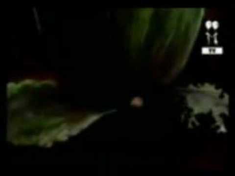 sago - sagopa kajmer baytar video klip.