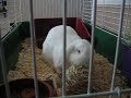 Bunny playing with toy Bunny playing with toy