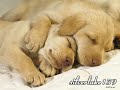 sleepy cats and dogs sleepy cats and dogs