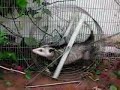 Opossum on exercise wheel