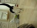 Poppy the cat