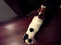 The insistence of Jack ?Russell