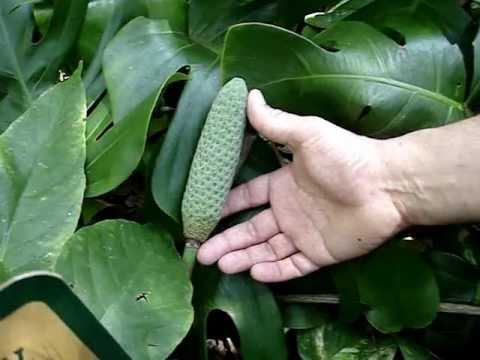 how to transplant philodendron selloum