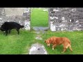 Click here to watch this video Jake and Serafina at Nendrum Monastery