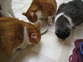 Cats Eating Chicken