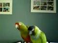 Mitred Conure rocking out