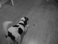 Scout and the ladybug