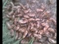 Cicada Infestation Cicada Infestation