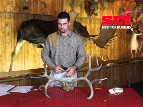 how to measure mule deer antlers