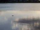 aligator-in-the-back-yard.html