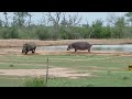 Rhino vs Hippo