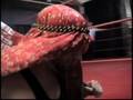 PZW - Television Episode 09 (Richy (Sic) vs Srgt. Ali)