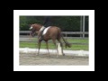 Jester Dressage and Recent Photo ADVENTURES